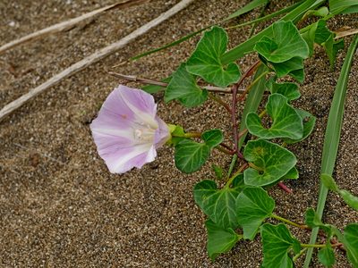 Calystegia soldanella, photographed by Jacy Chen