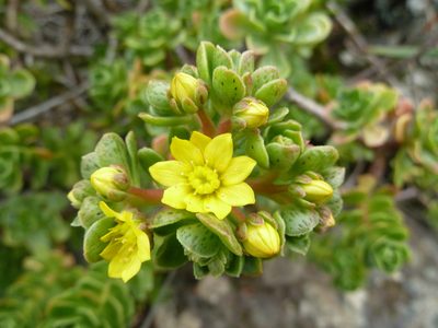 Aeonium spathulatum, photographed by Andreas Taeger