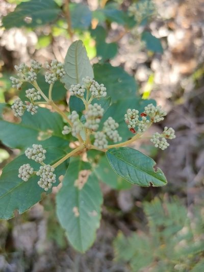 Pomaderris elliptica, photographed by Tony van Kampen