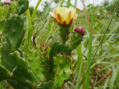 Opuntia monacantha, photographed by Jacy Chen