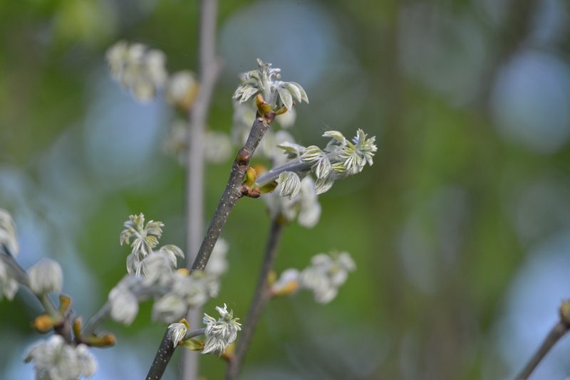 Maackia amurensis, photographed by Валерия Ковалева