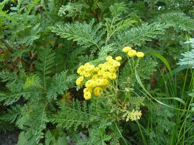 Gonospermum fruticosum, photographed by Andreas Taeger
