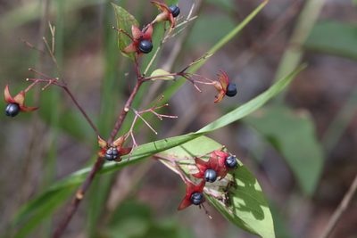 Clerodendrum floribundum, photographed by Hugo Innes