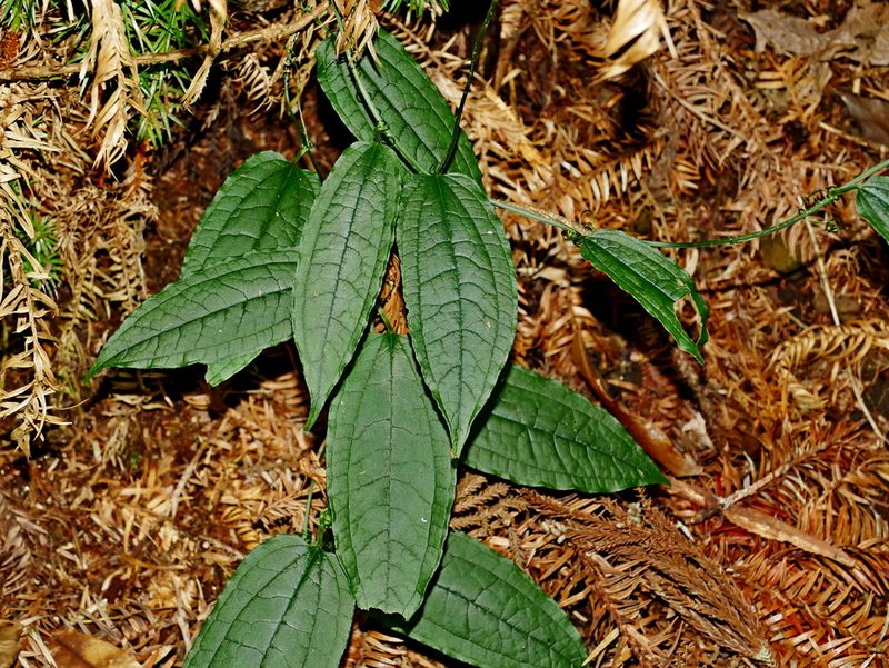 Smilax riparia, photographed by Jacy Chen