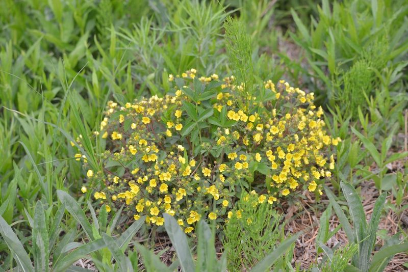 Potentilla fragarioides, photographed by Валерия Ковалева