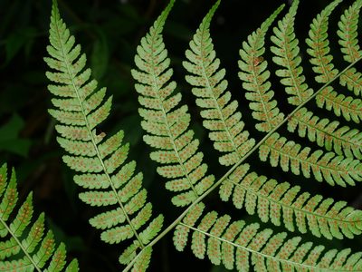 Dryopteris marginata, photographed by Jacy Chen