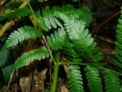 Dryopteris marginata, photographed by Jacy Chen
