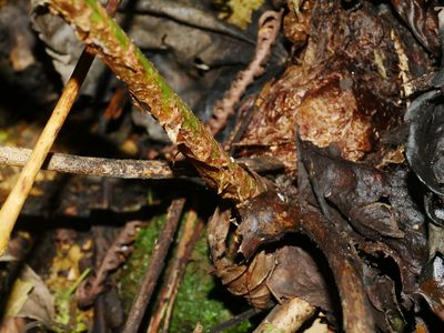 Dryopteris marginata, photographed by Jacy Chen
