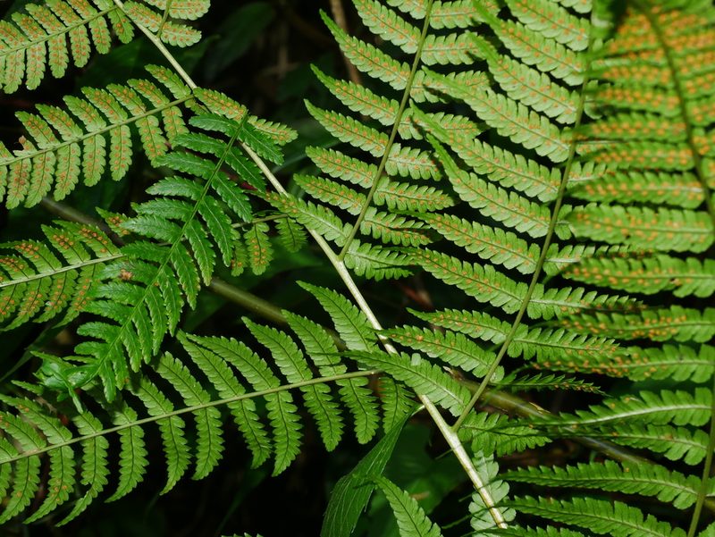 Dryopteris marginata, photographed by Jacy Chen