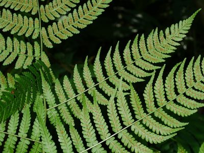 Dryopteris marginata, photographed by Jacy Chen