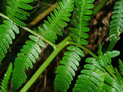 Dryopteris marginata, photographed by Jacy Chen