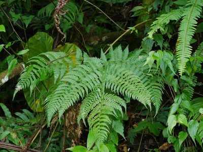 Dryopteris marginata, photographed by Jacy Chen