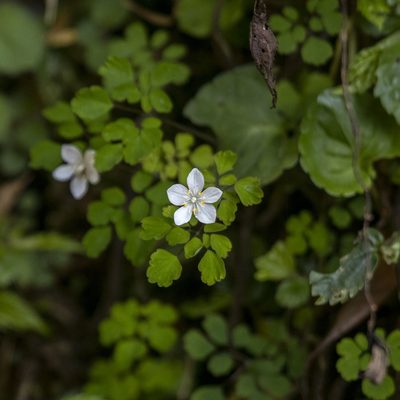 Dichocarpum adiantifolium, photographed by Paulmathi Vinod