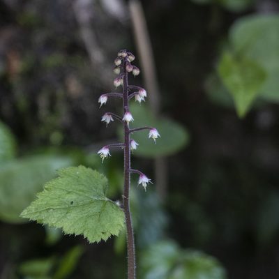 Tiarella polyphylla, photographed by Paulmathi Vinod