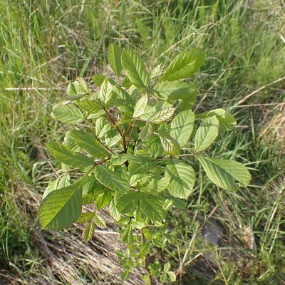 Fraxinus latifolia, photographed by giantcicada