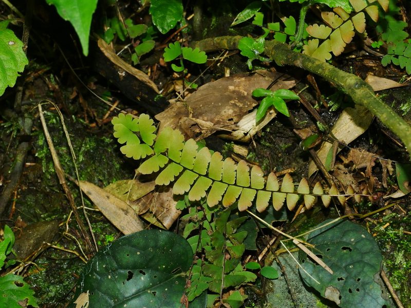 Adiantum edgeworthii, photographed by Jacy Chen