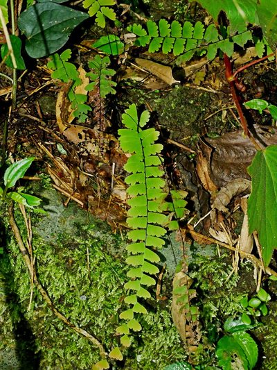 Adiantum edgeworthii, photographed by Jacy Chen