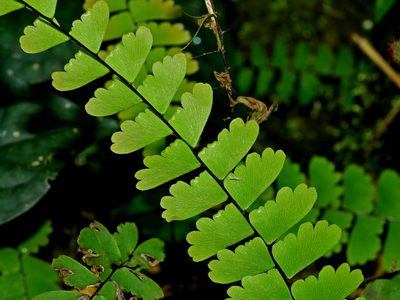 Adiantum edgeworthii, photographed by Jacy Chen