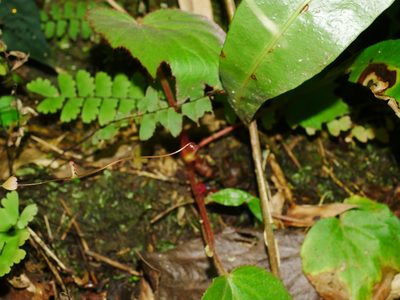 Adiantum edgeworthii, photographed by Jacy Chen