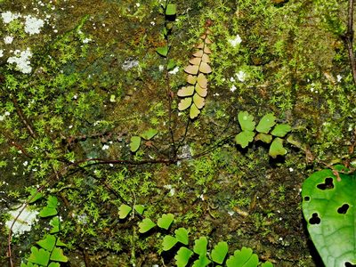 Adiantum edgeworthii, photographed by Jacy Chen