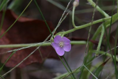 Drosera serpens, photographed by Hugo Innes