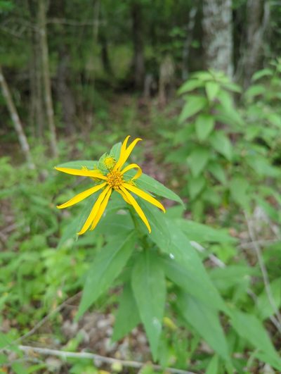 Verbesina helianthoides, photographed by AlexandraU