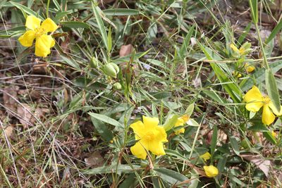 Hibbertia longifolia, photographed by Hugo Innes