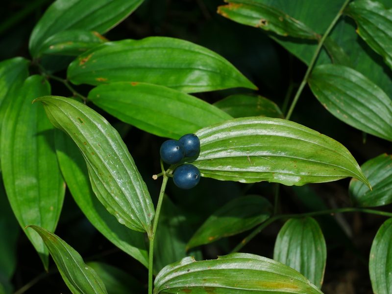 Disporum kawakamii, photographed by Jacy Chen