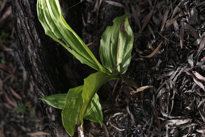 Eulophia picta, photographed by Hugo Innes