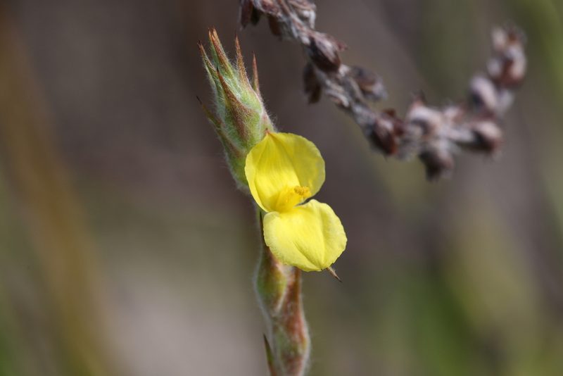 Philydrum lanuginosum, photographed by Hugo Innes
