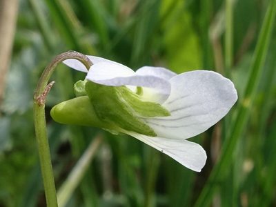 Viola stagnina, photographed by Jamie O'Neill