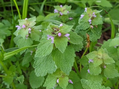 Lamium purpureum, photographed by Patrick Hanly