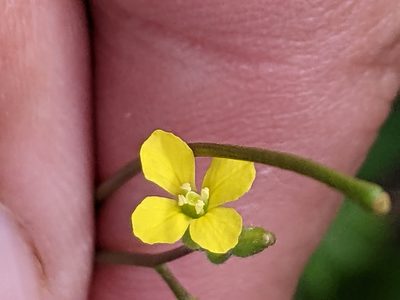 Sisymbrium orientale, photographed by Piermario Maculan