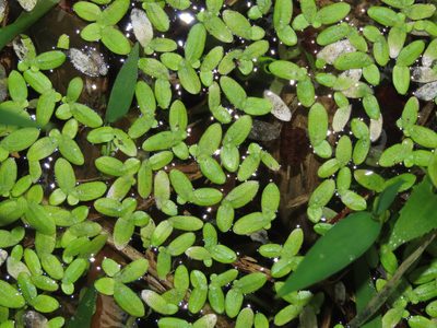 Lemna aequinoctialis, photographed by chiuluan