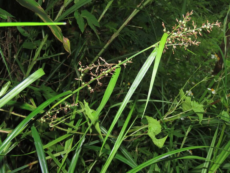 Scleria terrestris, photographed by chiuluan