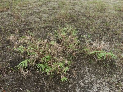 Arundo formosana, photographed by chiuluan