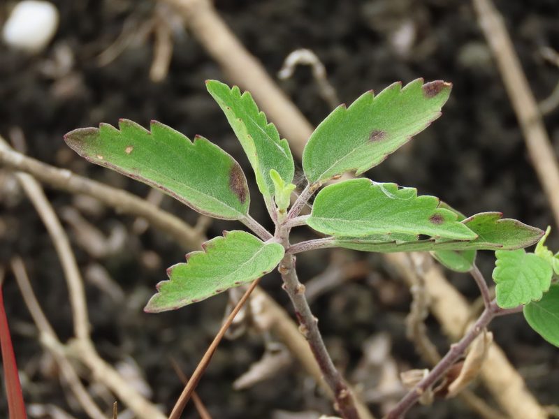 Caryopteris incana, photographed by chiuluan