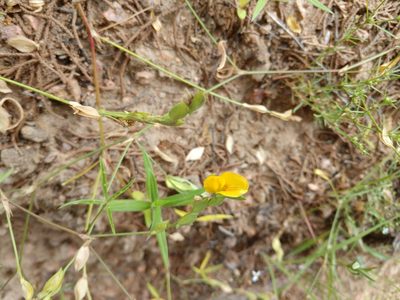 Zornia bracteata, photographed by Cleveland Powell