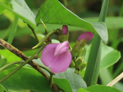 Canavalia cathartica, photographed by chiuluan