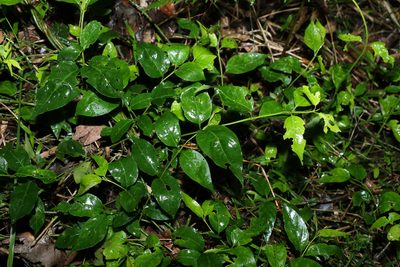 Gynochthodes jasminoides, photographed by Greg Tasney