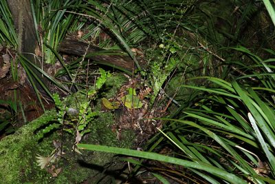 Drynaria rigidula, photographed by Greg Tasney