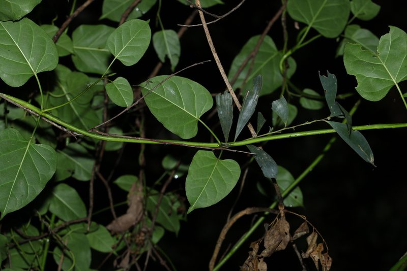 Leichhardtia rostrata, photographed by Greg Tasney