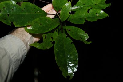 Clerodendrum floribundum, photographed by Greg Tasney