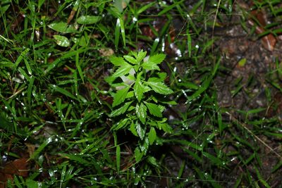 Scoparia dulcis, photographed by Greg Tasney