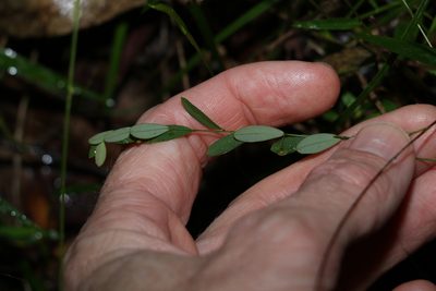 Phyllanthus virgatus, photographed by Greg Tasney