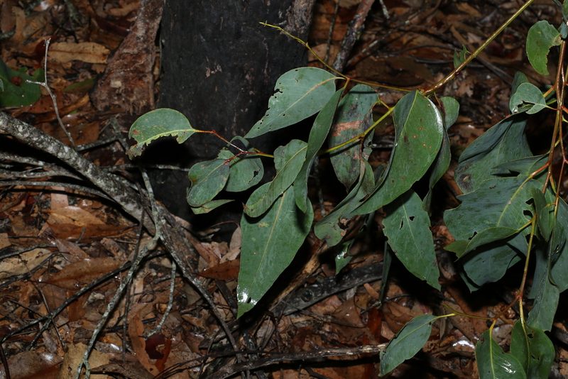 Eucalyptus fibrosa, photographed by Greg Tasney