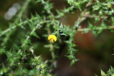 Daviesia villifera, photographed by Greg Tasney