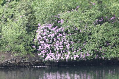 Rhododendron ponticum, photographed by Charlie Farrell