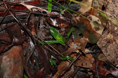 Polymeria calycina, photographed by Greg Tasney