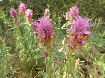 Melampyrum arvense, photographed by Petra Caltová